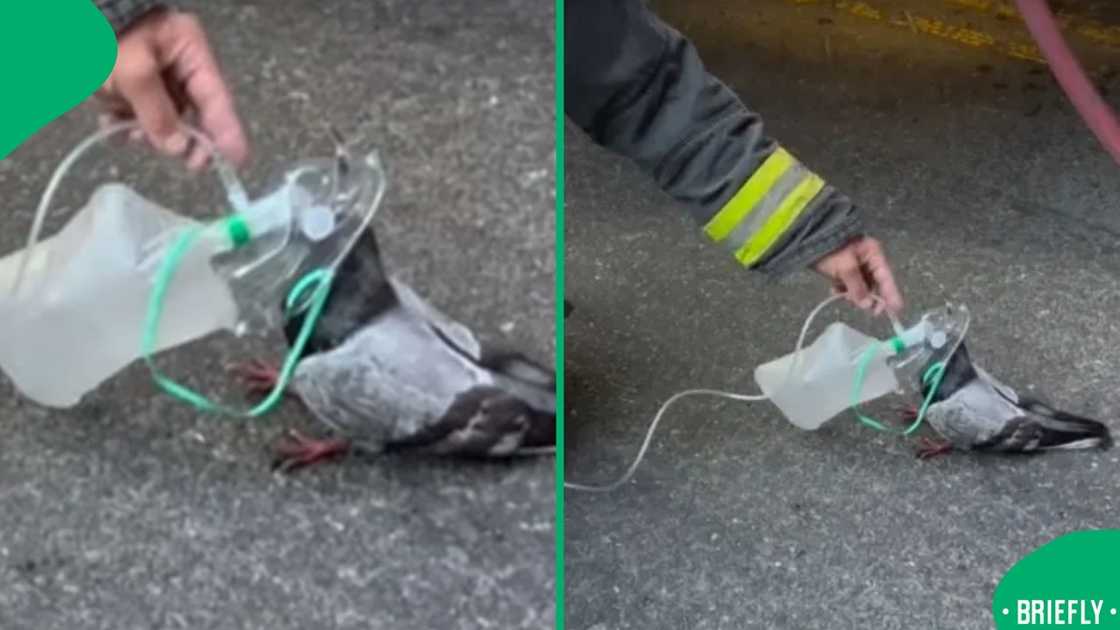 The pigeon was suffering from smoke inhalation