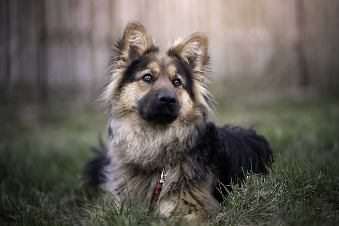 A young German long-haired shepherd lies on the grass.