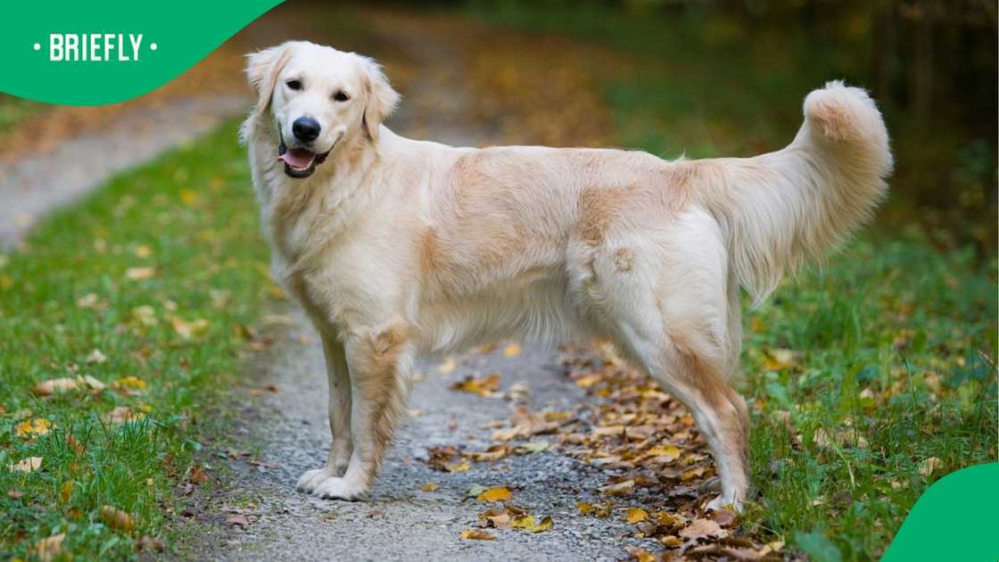 Graham said incidents of this nature occur more often than the public realises. Graham said incidents of this nature occur more often than the public realises.