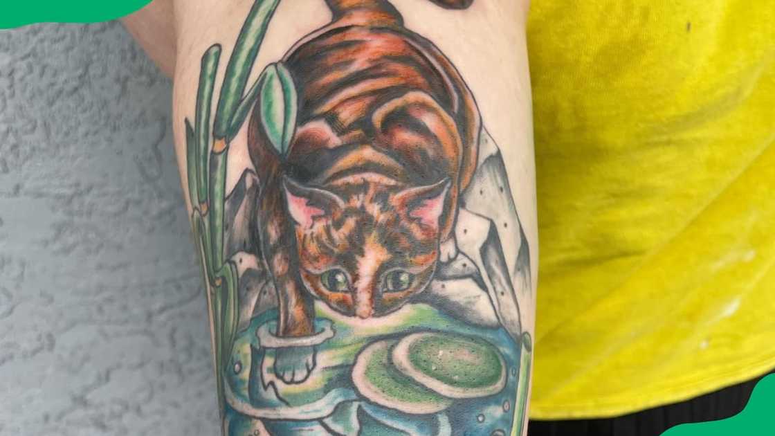 Fish-catcher cat Fish-catcher cat