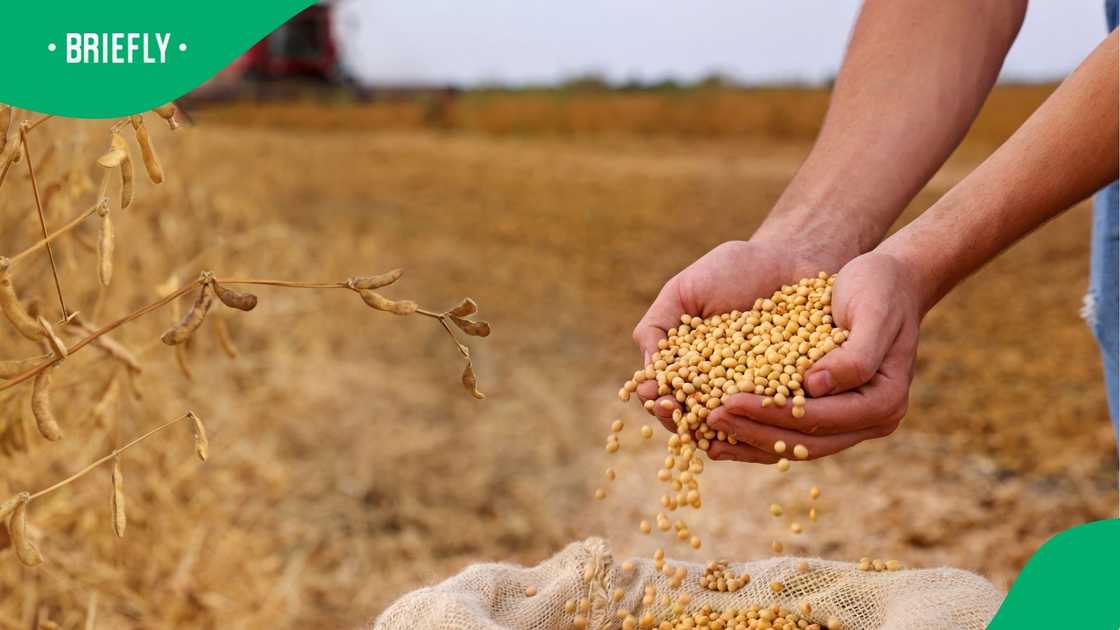 Africa’s smallholder farmers are ready