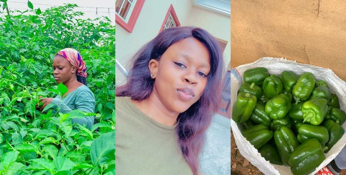 Farmer, female, farming industry Farmer, female, farming industry