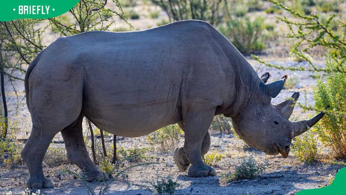 An Indian rhinoceros in the field An Indian rhinoceros in the field