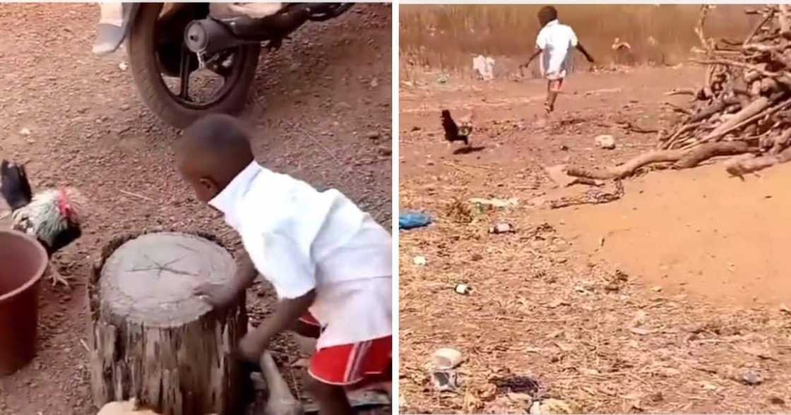 Child running from chicken Child running from chicken