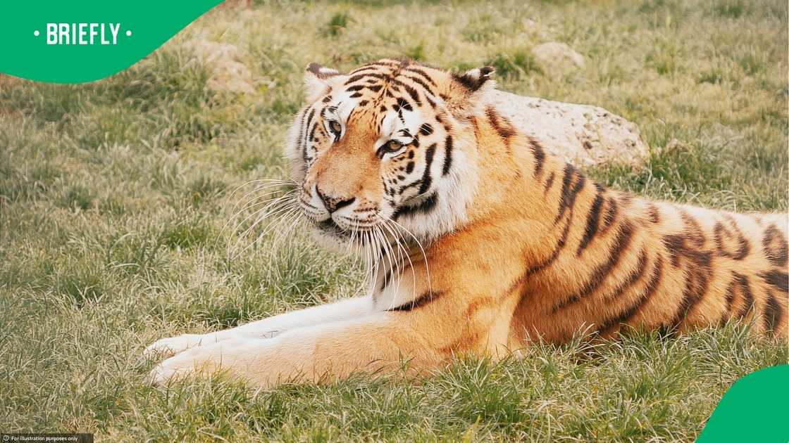 The family of the man killed by a tiger spoke out