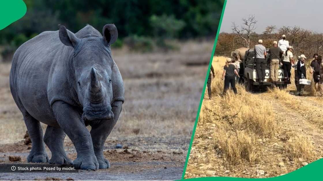 Rhino attacks out of nowhere Rhino attacks out of nowhere