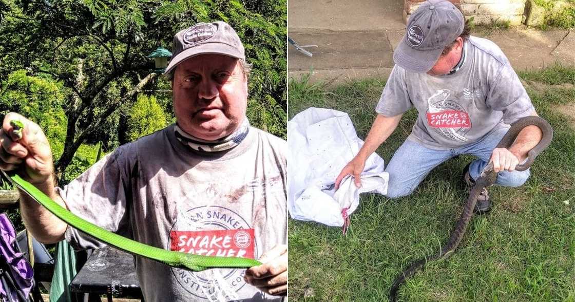 Snake Catcher, Green Mambas, Finches, Black Mamba, Uvongo Snake Catcher, Green Mambas, Finches, Black Mamba, Uvongo