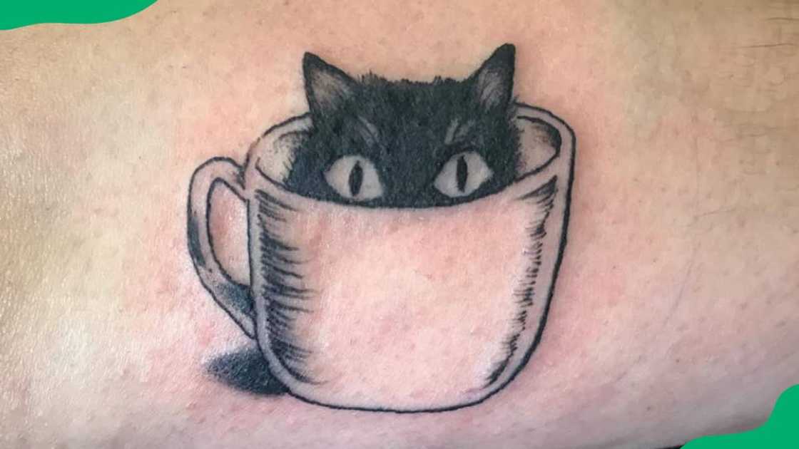 Cats in teacups