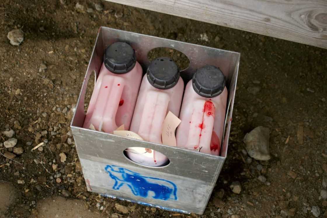 Up to five litres of blood are collected per mare at weekly intervals for eight weeks Up to five litres of blood are collected per mare at weekly intervals for eight weeks