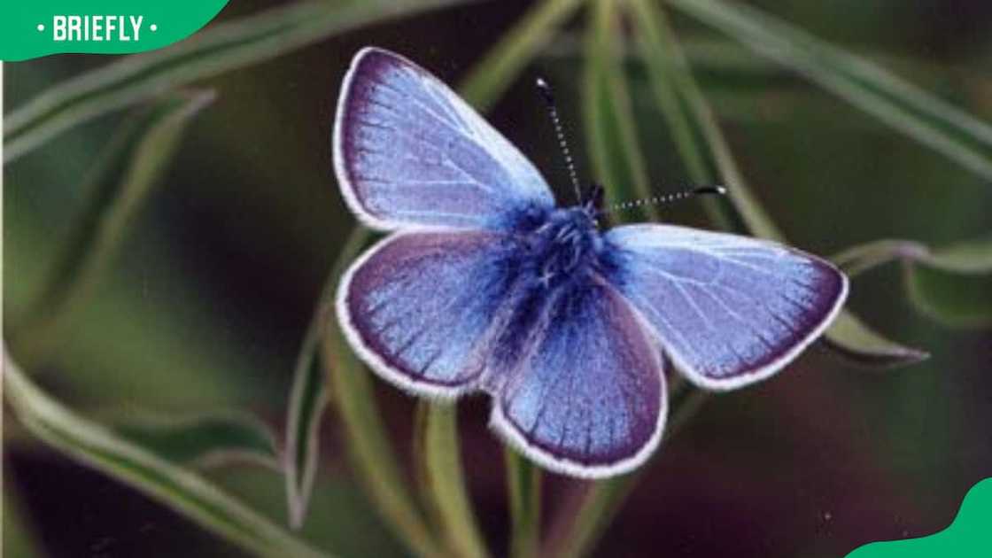 Animal that starts with the letter X Animal that starts with the letter X