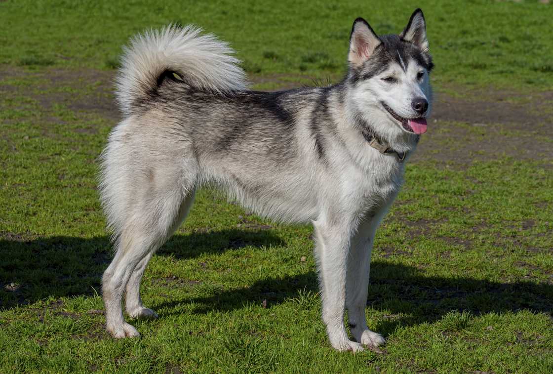 Portrait of a dog standing in a grassy area in California.