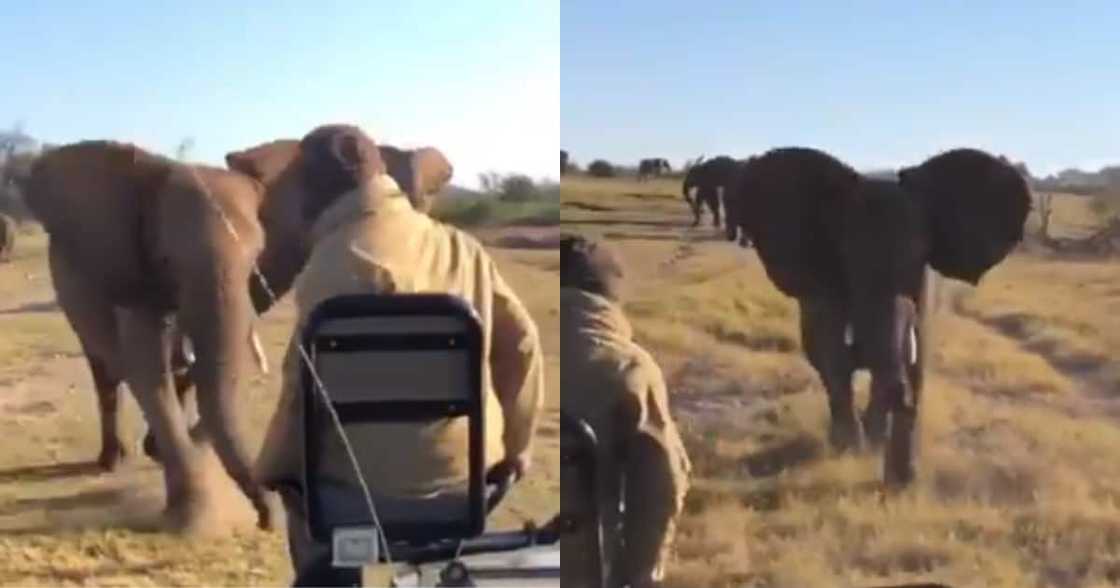 Helang: Mzansi Reacts as Man Gets Chased by a Full Grown Elephant Helang: Mzansi Reacts as Man Gets Chased by a Full Grown Elephant