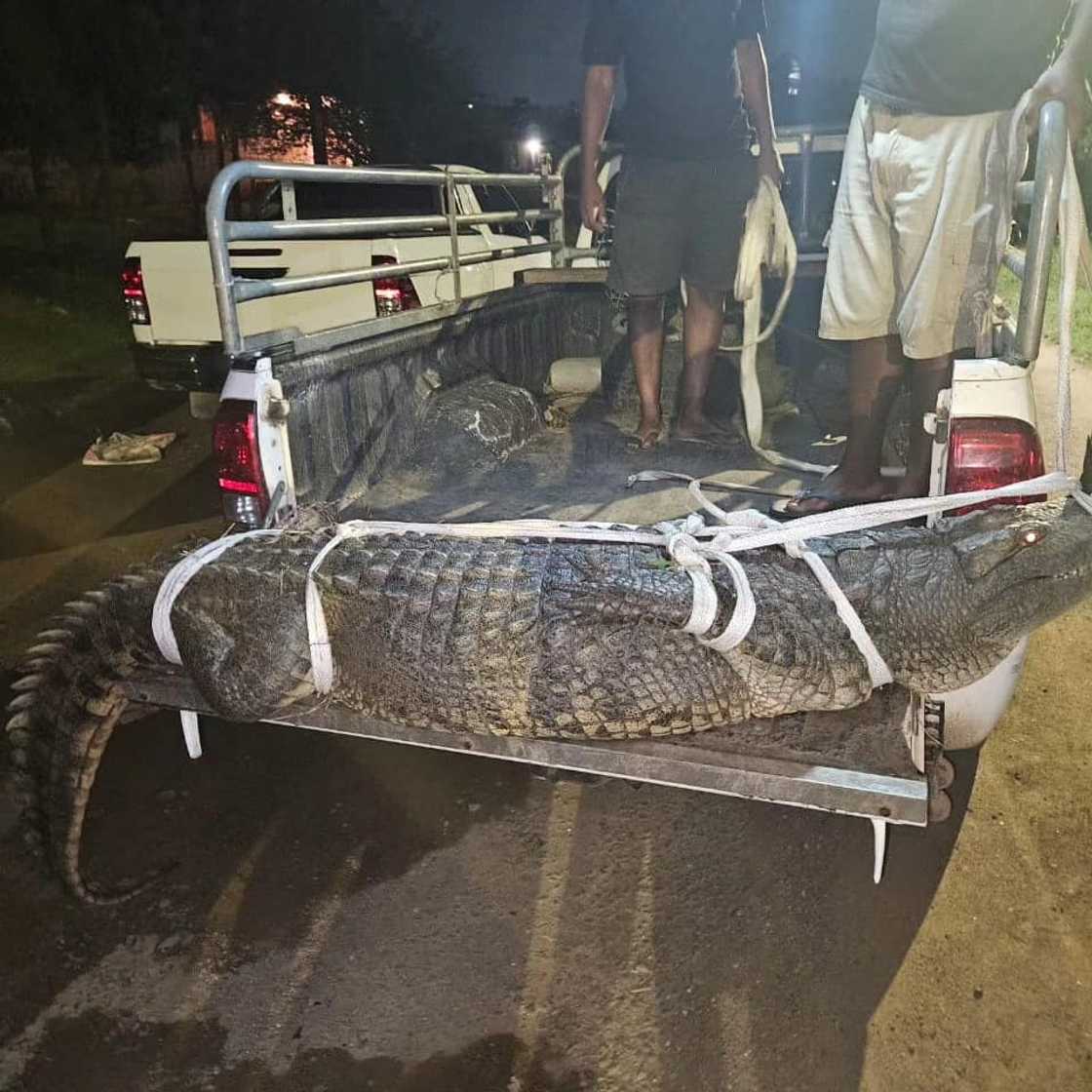 A crocodile was found at a police station in Durban and was compared to Police minister Bheki Cele A crocodile was found at a police station in Durban and was compared to Police minister Bheki Cele