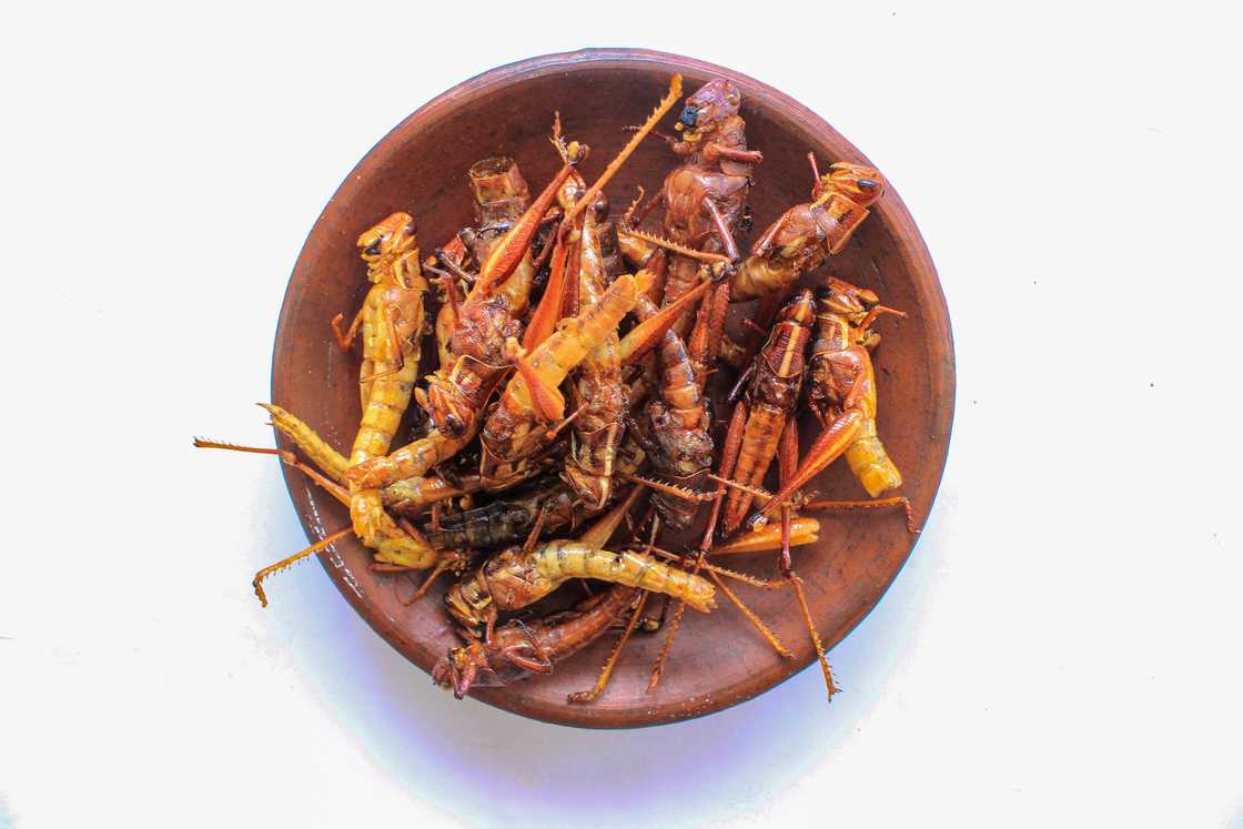 A Tsonga woman prepared grasshoppers A Tsonga woman prepared grasshoppers