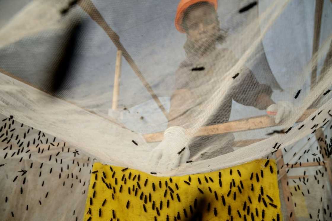 The black soldier fly was introduced to Uganda by scientists who see it as the solution to farmers' woes The black soldier fly was introduced to Uganda by scientists who see it as the solution to farmers' woes