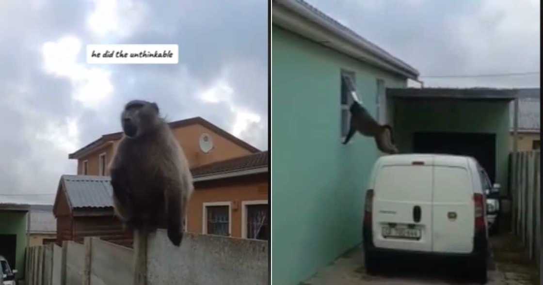 TikTok video of baboon is SA township amuses people TikTok video of baboon is SA township amuses people