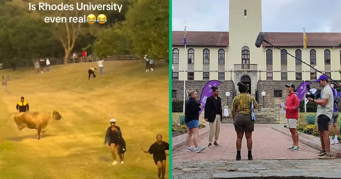 A cow chased Rhodes University students in a viral TikTok video. A cow chased Rhodes University students in a viral TikTok video.