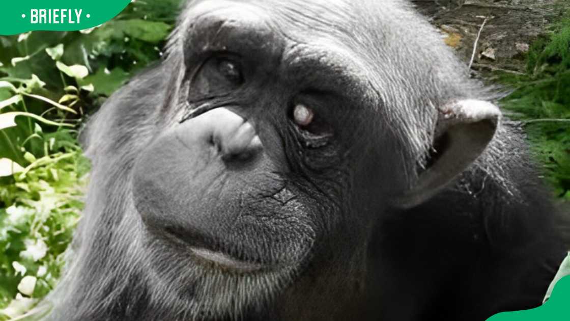 Chimpanzee with trisomy 22 Chimpanzee with trisomy 22