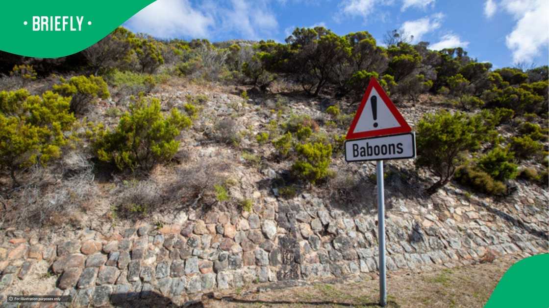 Baboon chase women in viral video Baboon chase women in viral video