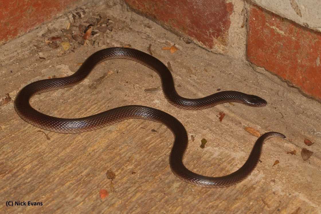 A snake expert has cautioned South Africans about a harmless-looking snake with a potentially deadly bite. A snake expert has cautioned South Africans about a harmless-looking snake with a potentially deadly bite.