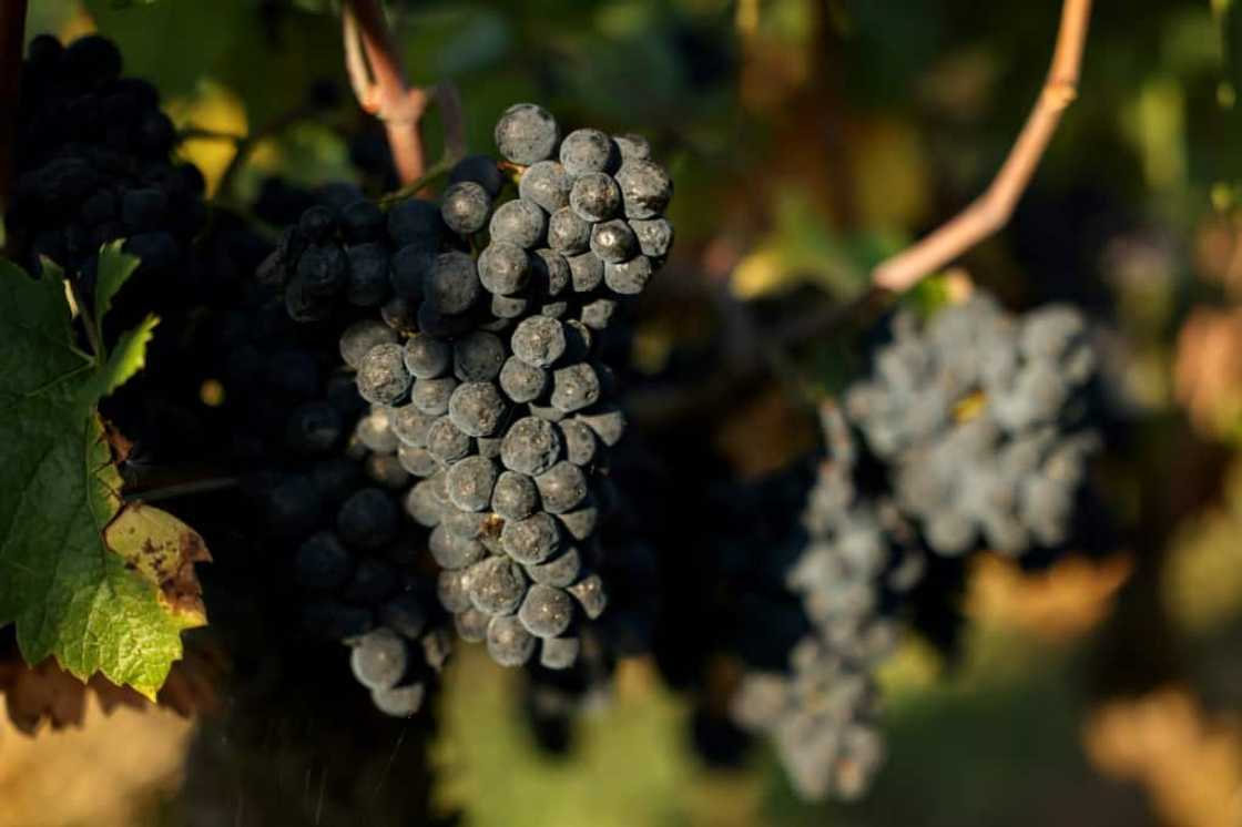 Pinot noir, the grapes that make Burgundy's most famous wines Pinot noir, the grapes that make Burgundy's most famous wines