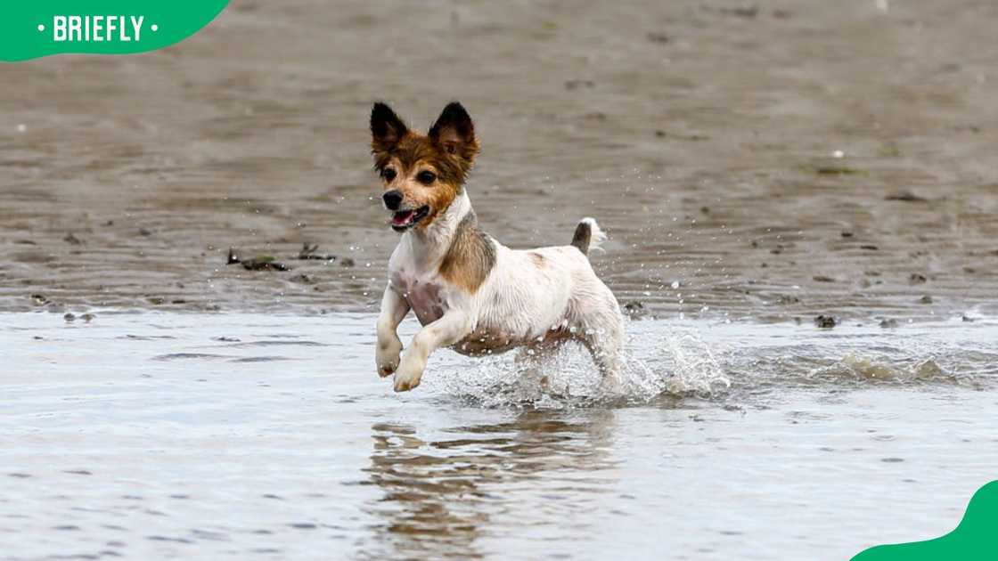 A Jack Russell terrier playing in the water at the Sandymount beach