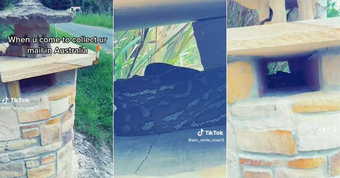 Snake in Australian man's mailbox Snake in Australian man's mailbox