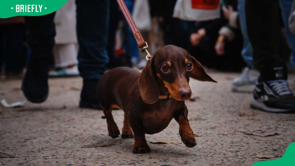 A Dachshund during the 2024 Paris Sausage Walk A Dachshund during the 2024 Paris Sausage Walk