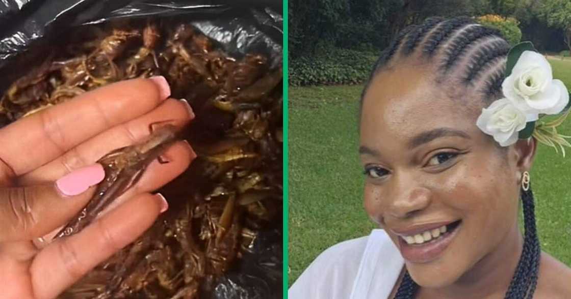 TikTok video shows Tsonga woman's grasshopper recipe TikTok video shows Tsonga woman's grasshopper recipe