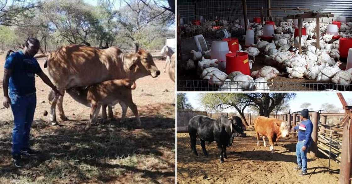 Meet Tumisang Ben Matshogo, a farmer who started with only 4 cows Meet Tumisang Ben Matshogo, a farmer who started with only 4 cows