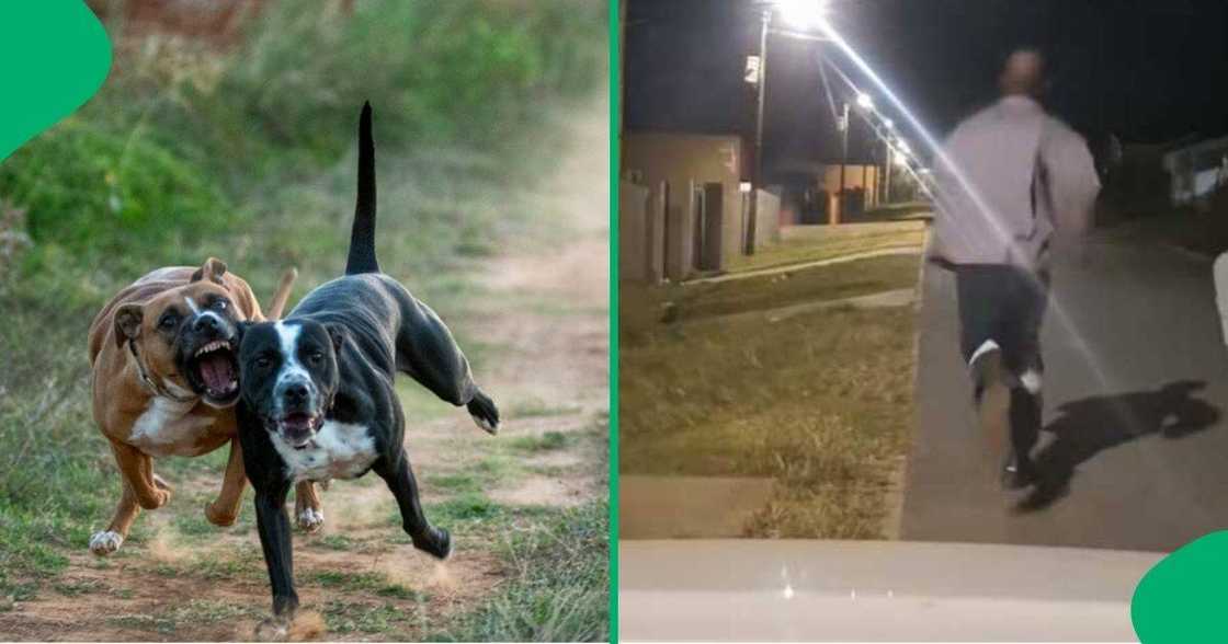 A TikTok video shows a man and woman running away from dogs. A TikTok video shows a man and woman running away from dogs.