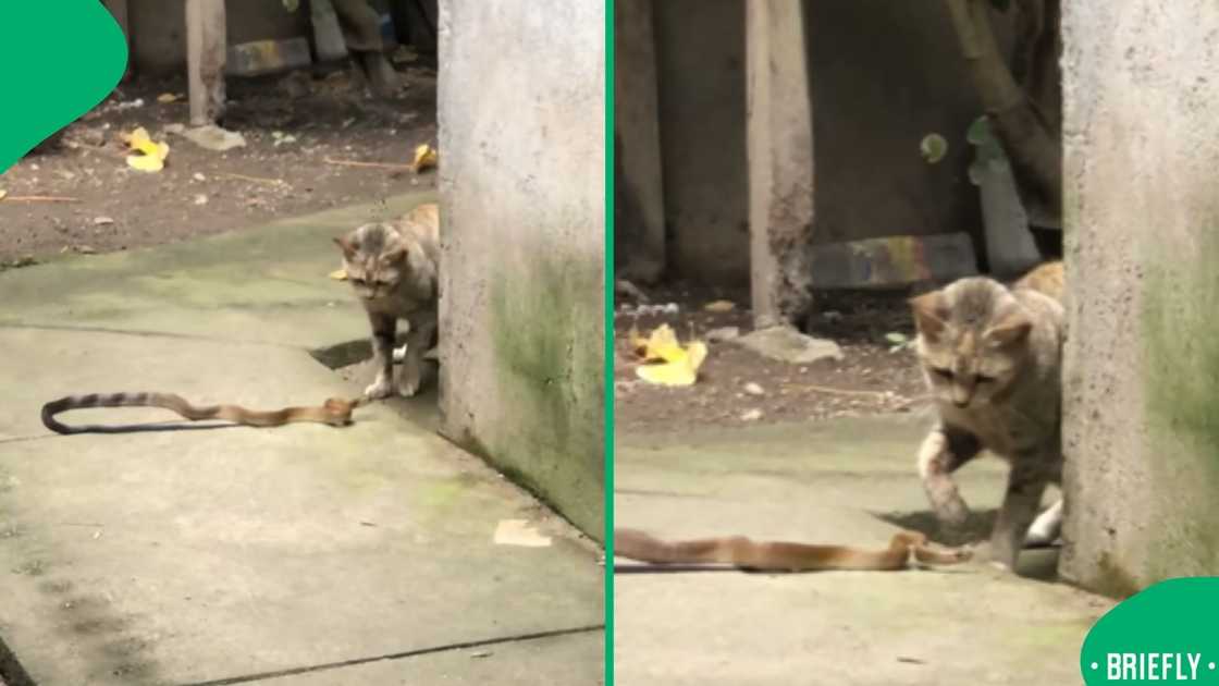 A video went viral on TikTok.