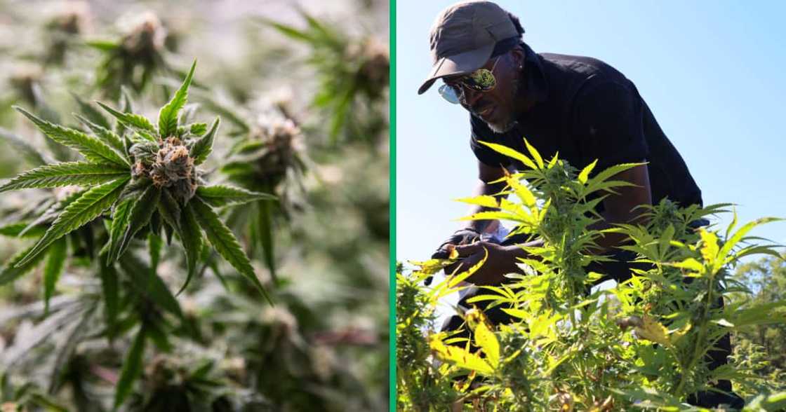 Weed Farming Weed Farming