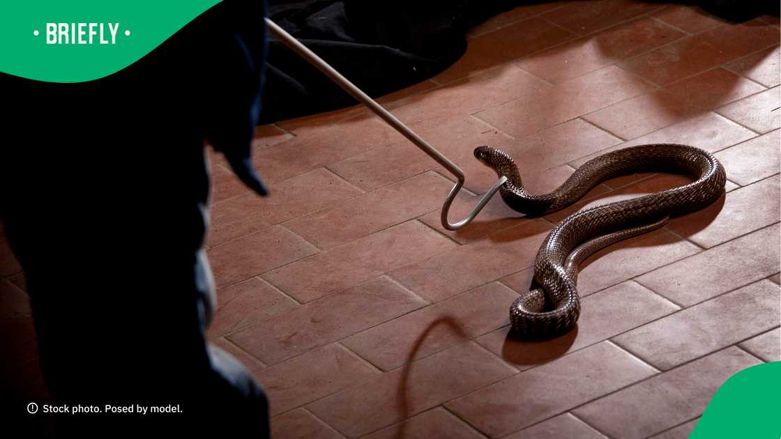 SA was stunned by how quick the men got rid of the snake. SA was stunned by how quick the men got rid of the snake.