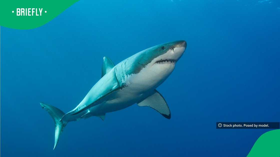 The underwater stock photograph captured a detailed side-profile view of the apex predator gliding near the surface alongside a tiny fish The underwater stock photograph captured a detailed side-profile view of the apex predator gliding near the surface alongside a tiny fish