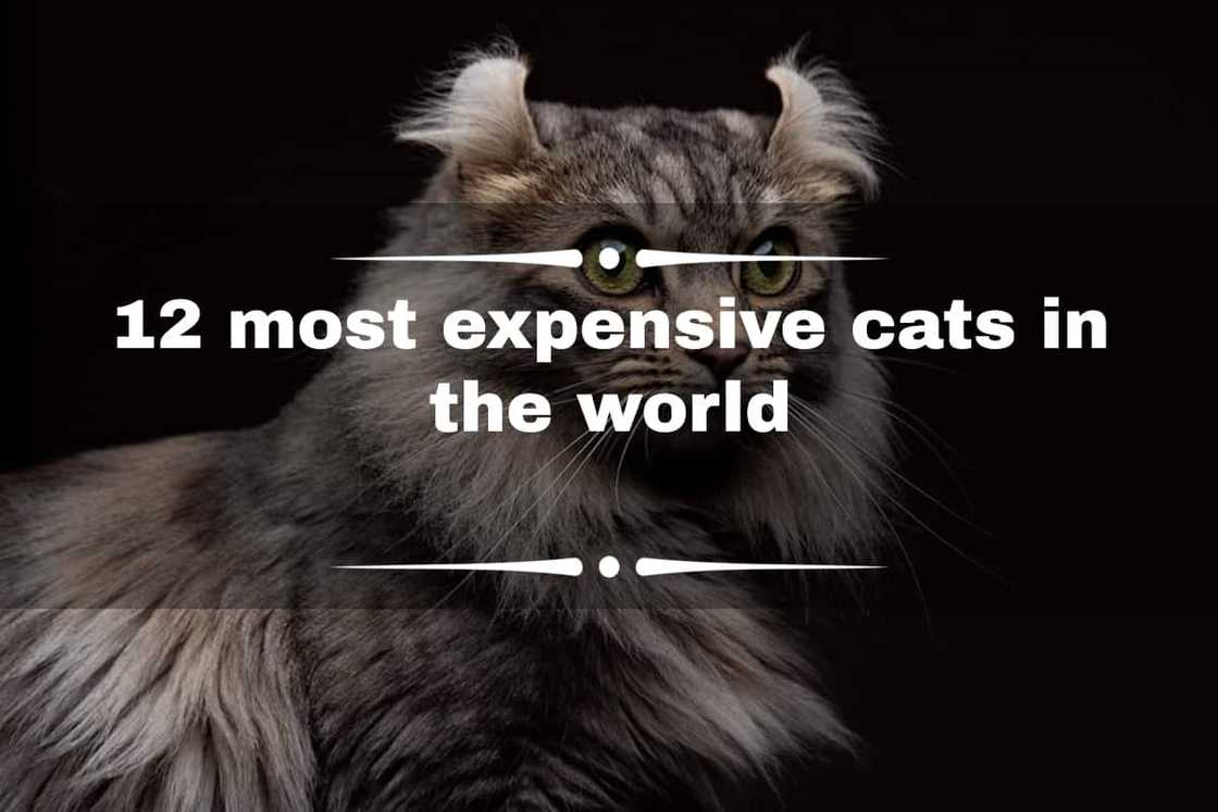 most expensive cats prices most expensive cats prices
