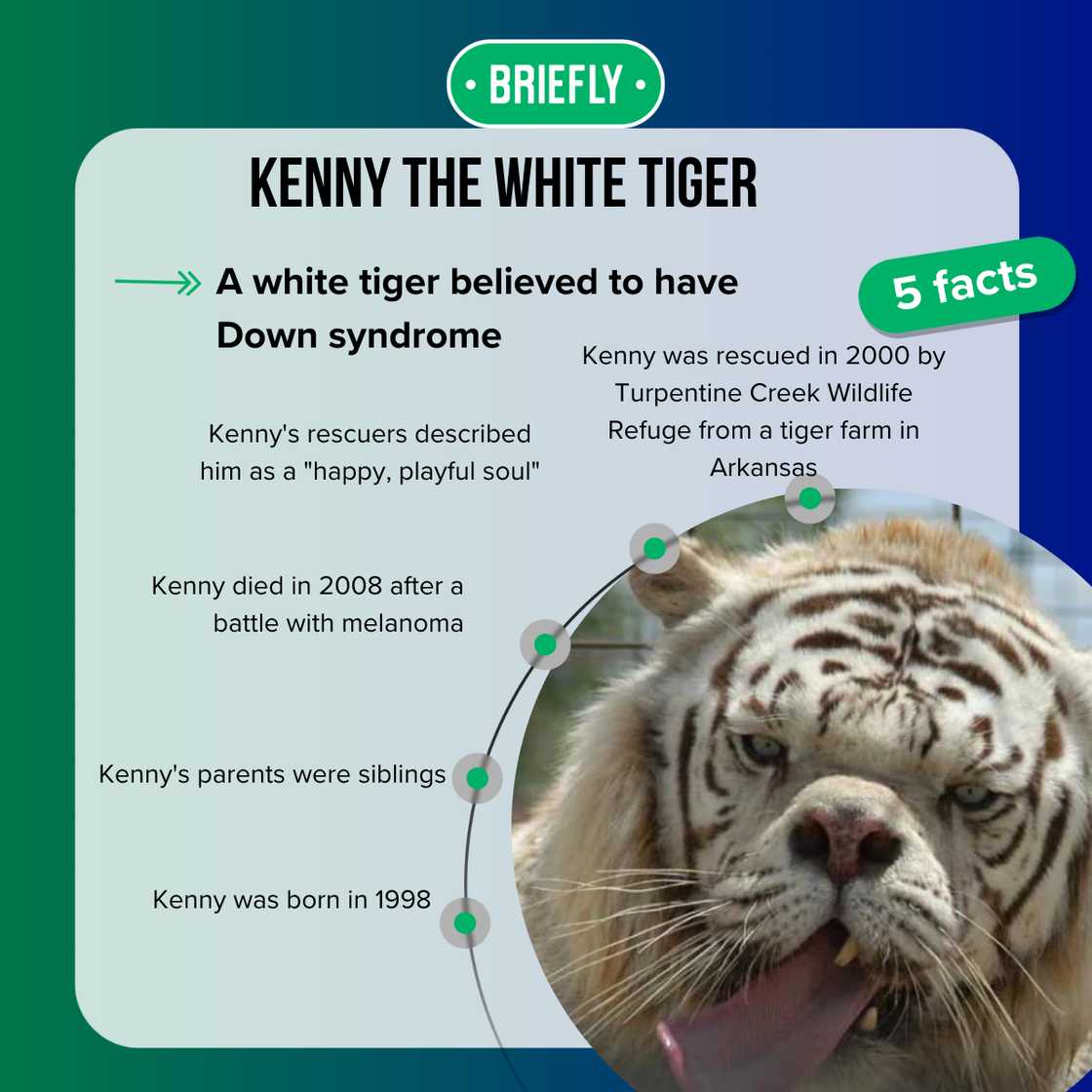 Kenny the white tiger