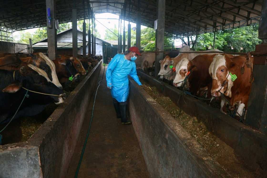 Indonesian farmers are trying to keep their precious assets alive despite the risk of disease spreading Indonesian farmers are trying to keep their precious assets alive despite the risk of disease spreading