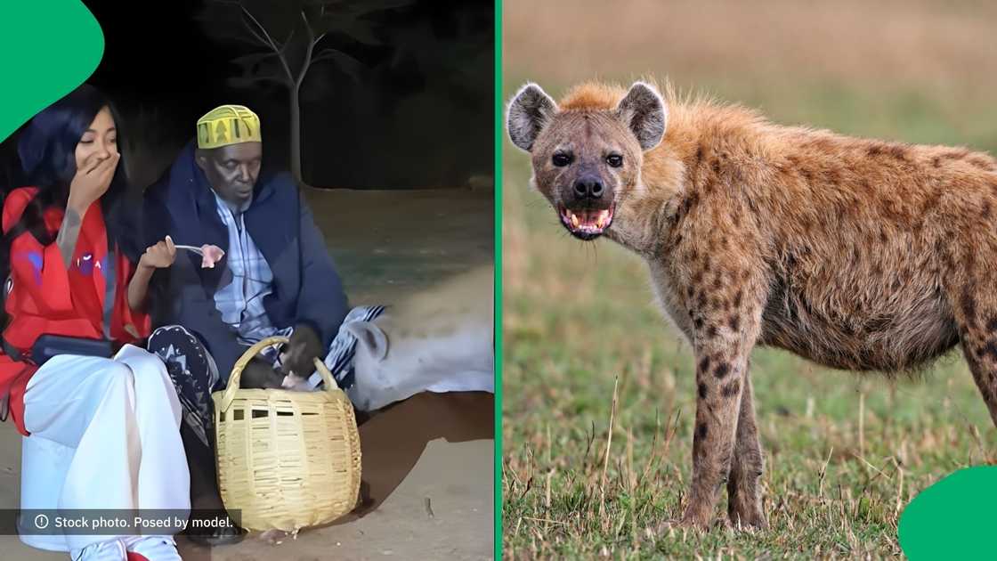 A post of a woman feeding hyenas went viral. A post of a woman feeding hyenas went viral.