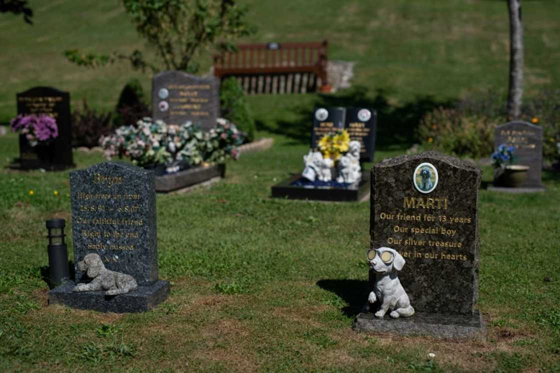 Pets that have recently passed away often required emergency medical care soon before their death -- delivering a brutal financial double blow Pets that have recently passed away often required emergency medical care soon before their death -- delivering a brutal financial double blow