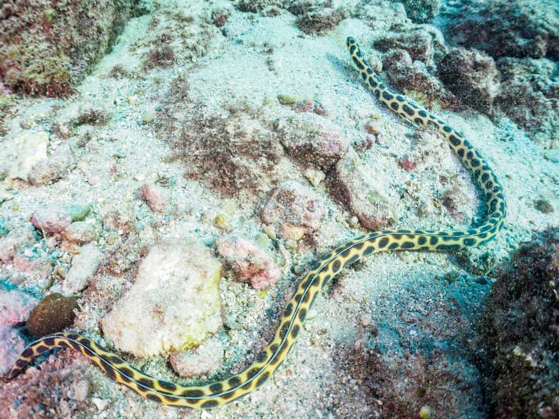 Yellow-bellied sea snake Yellow-bellied sea snake