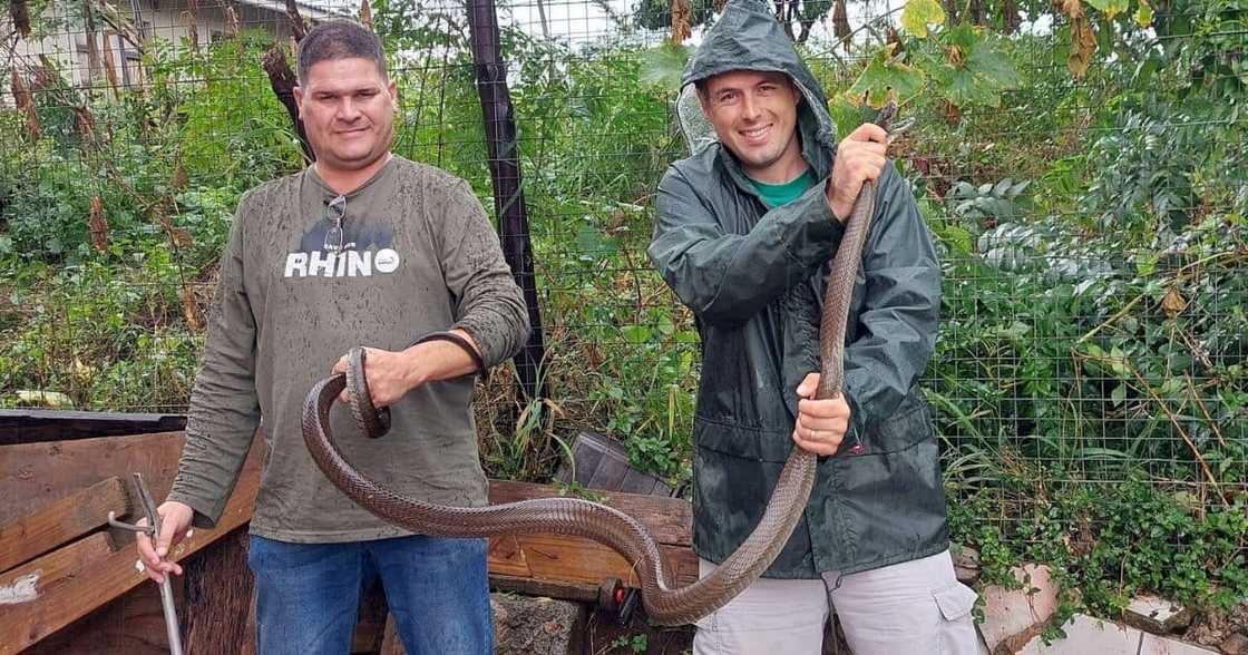 Snake Rescuer, Nick Evans, 2.5m Long Black Mamba, KZN Floods Snake Rescuer, Nick Evans, 2.5m Long Black Mamba, KZN Floods
