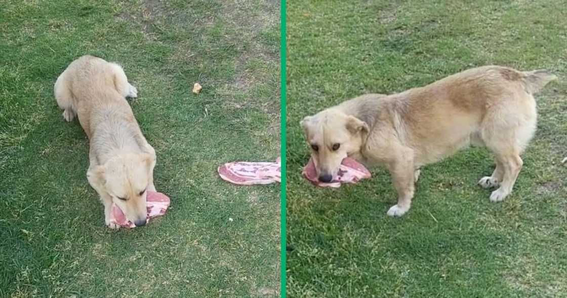 Dog ate raw beef Dog ate raw beef