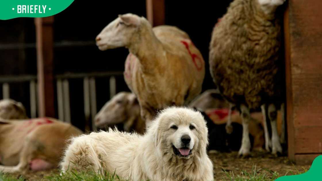 A Great Pyrenees dog protecting sheep at the Barinaga Ranch