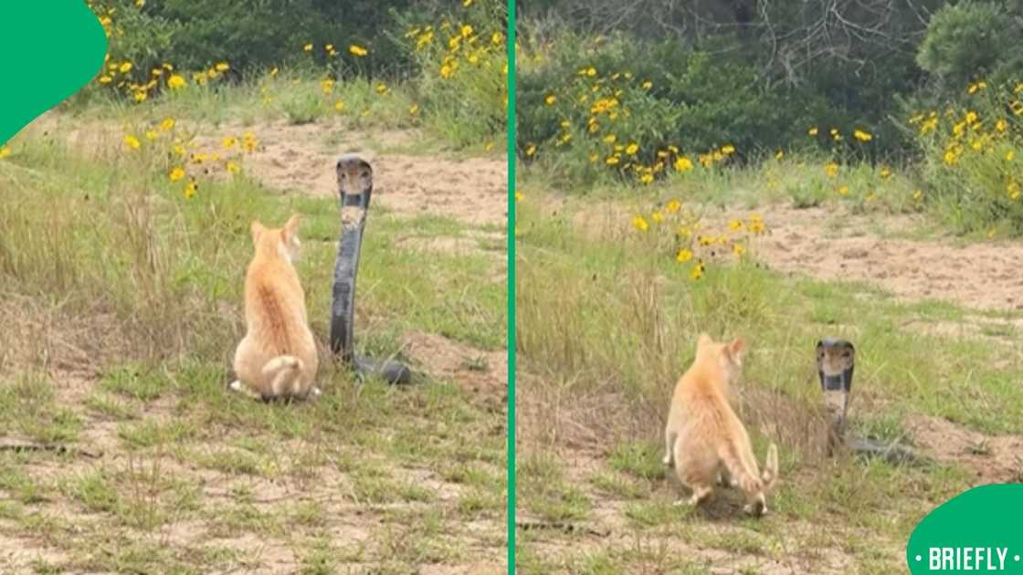 The cobra on the right tried to attack the cat The cobra on the right tried to attack the cat