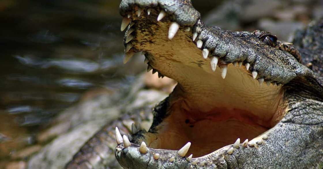 Video, Man, Meal, Dangerous, Crocodile, Online, Clip, Followers, Comments, Reactions, Performer, Reptile Video, Man, Meal, Dangerous, Crocodile, Online, Clip, Followers, Comments, Reactions, Performer, Reptile