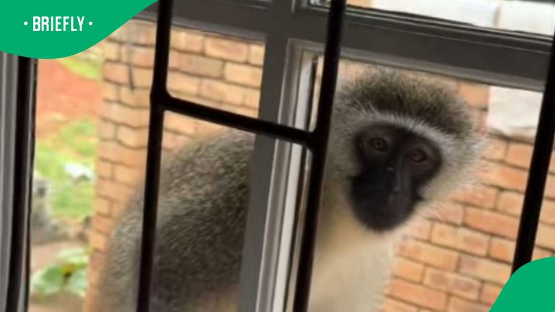Woman teases monkey with hilarious food trap in TikTok video
