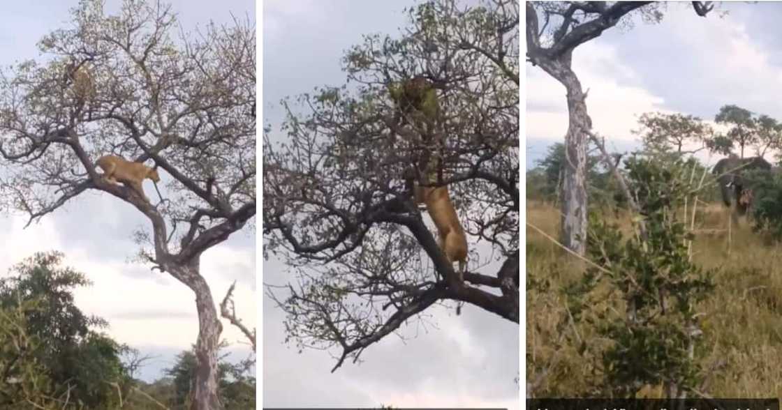 Scuffle between lion, leopard and elephants on TikTok Scuffle between lion, leopard and elephants on TikTok