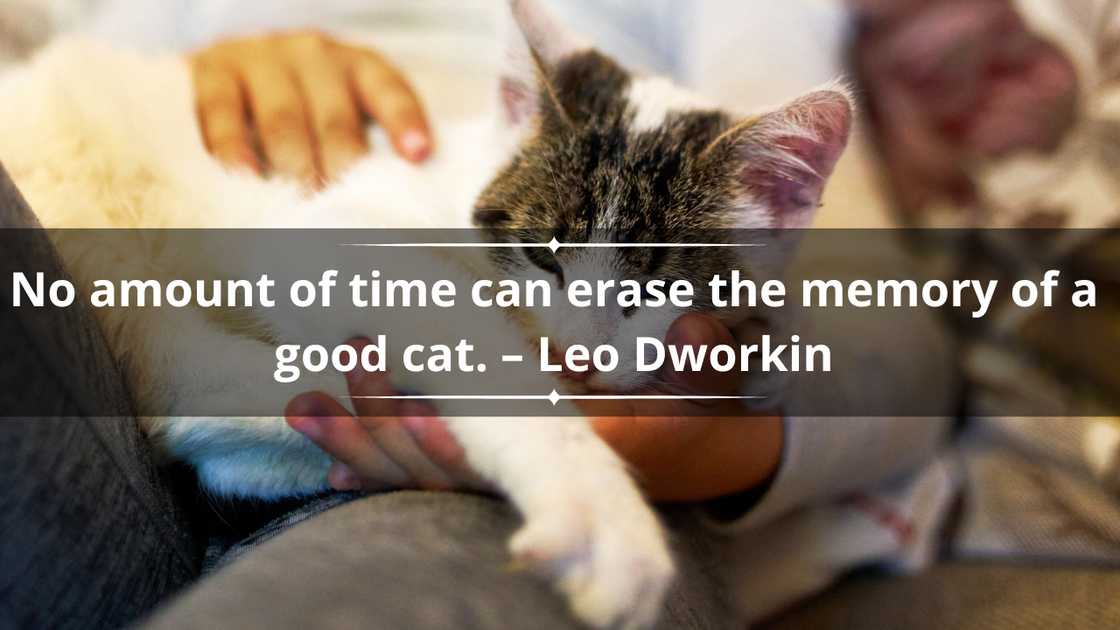 Pet loss quotes for a cat