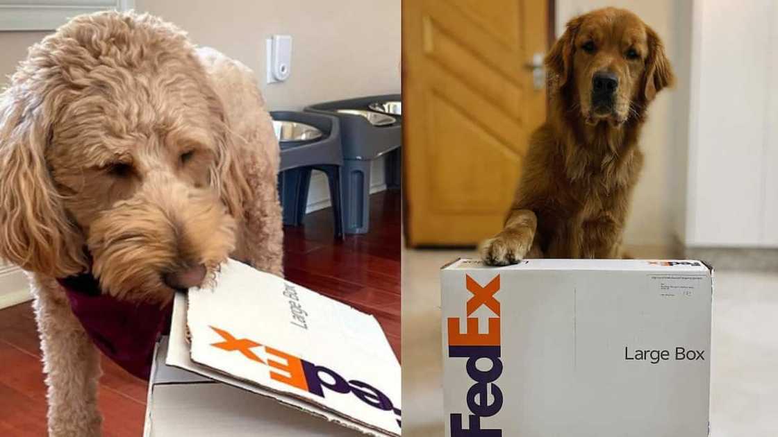 FedEx South Africa contact number FedEx South Africa contact number